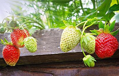 雄火龙与擎天柱合体《怪物猎人》联动《变形金刚》